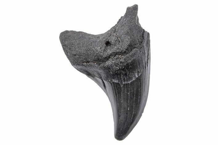 Rare, Fossil Shark (Parotodus) Tooth - South Carolina #248835